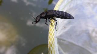 Devil's coach horse beetle - Creophilus maxillosus -  Jötunuxar -  Skordýr
