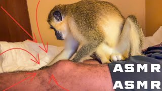 ASMR Sounds Monkey Grooming Owner Oddly Satisfying Primal Relaxing Sleep