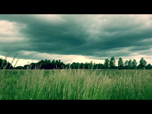 ASMR Birds singing, wind blowing, mind sinking...