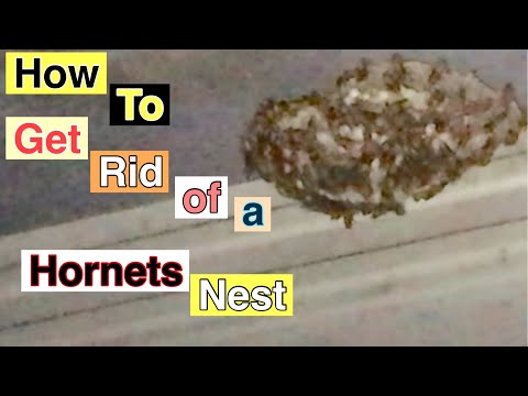 How to get rid of Hornets Australia