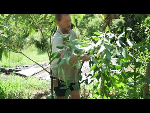 Pruning Eucalypt in Syntropic Agroforestry