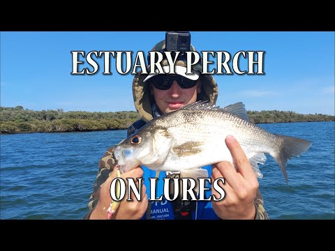 ESTUARY PERCH ON LURES