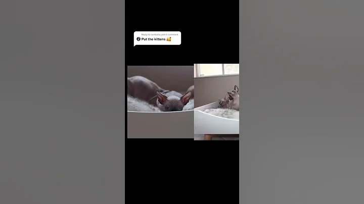 Watch the video about Sphynx Kittens so cute 111 #shorts #kittens #sphynxkittens #sphynx