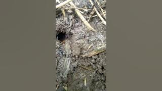 SUARANYA CIPOK.. CIPOK #ngurekmania