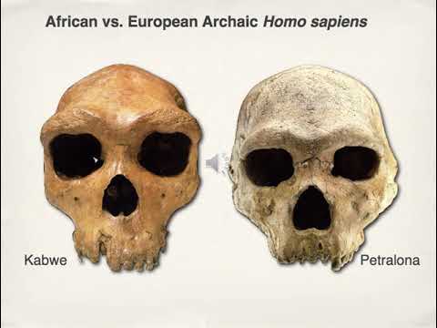 13.1 - Homo heidelbergensis