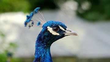 Panasonic Lumix FZ200, getting the best image quality.