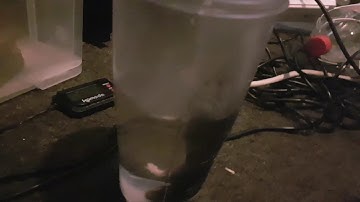 Feeding my ball python (WARNING GRAPHIC)