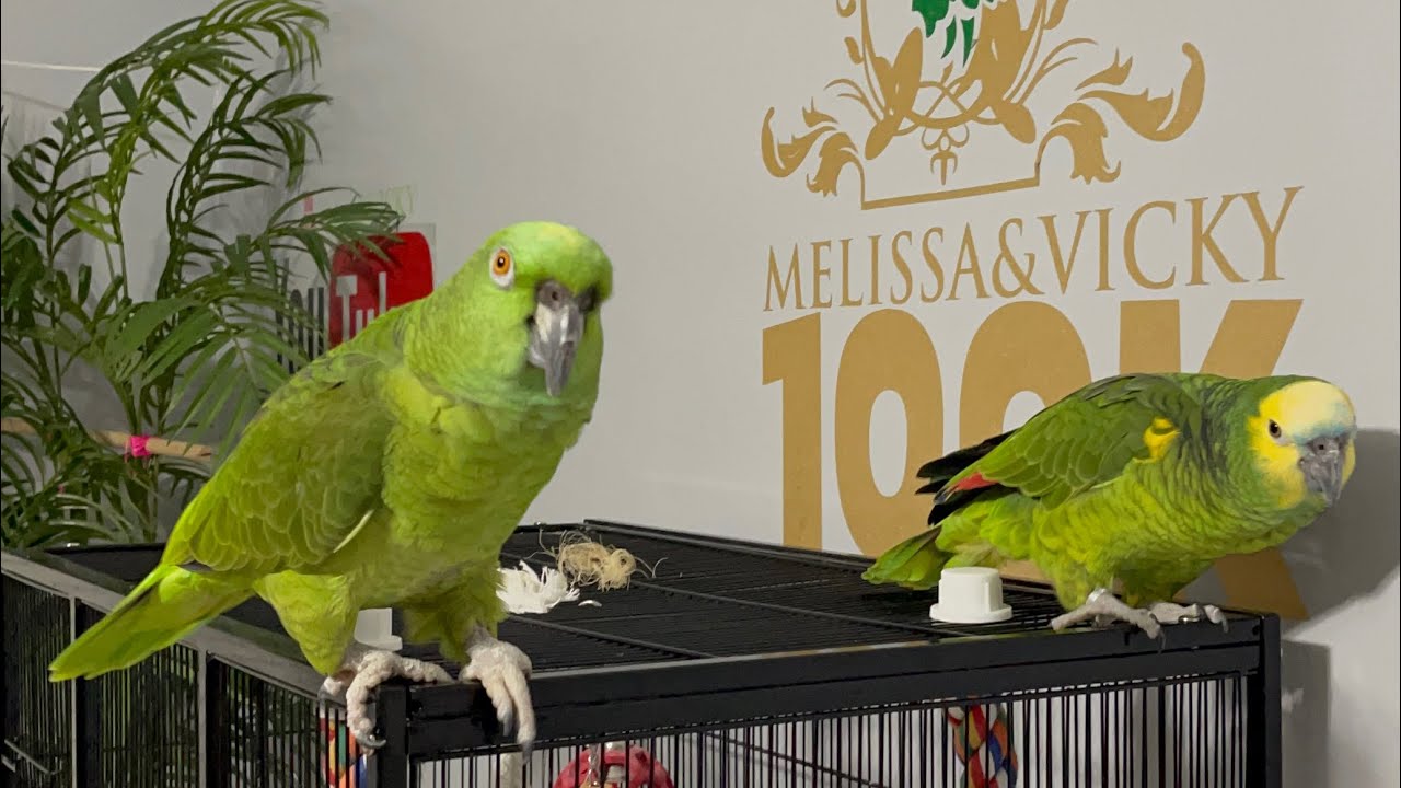 Hola amantes de los loros/loro enojado porque no se quiere dormir