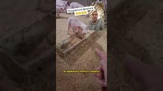 Які є депутати на продаж #shorts