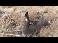 CRAZY! He walked up on a sleeping deer in OREGON!