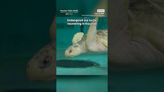 Kemps ridley sea turtle recovering at Houston Zoo