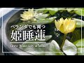 【初心者向け】省スペースで楽しむ姫スイレンの育て方|植え付け~開花|極小スペースでも咲くオススメ品種はコレ!|How to grow water lily at home|【ベランダガーデニング】