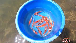 Excited - Easy Koi / NND mud pond grow out program 2023