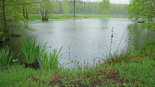 30 Minutes Relaxing Rain Sound On Pond And Umbrella