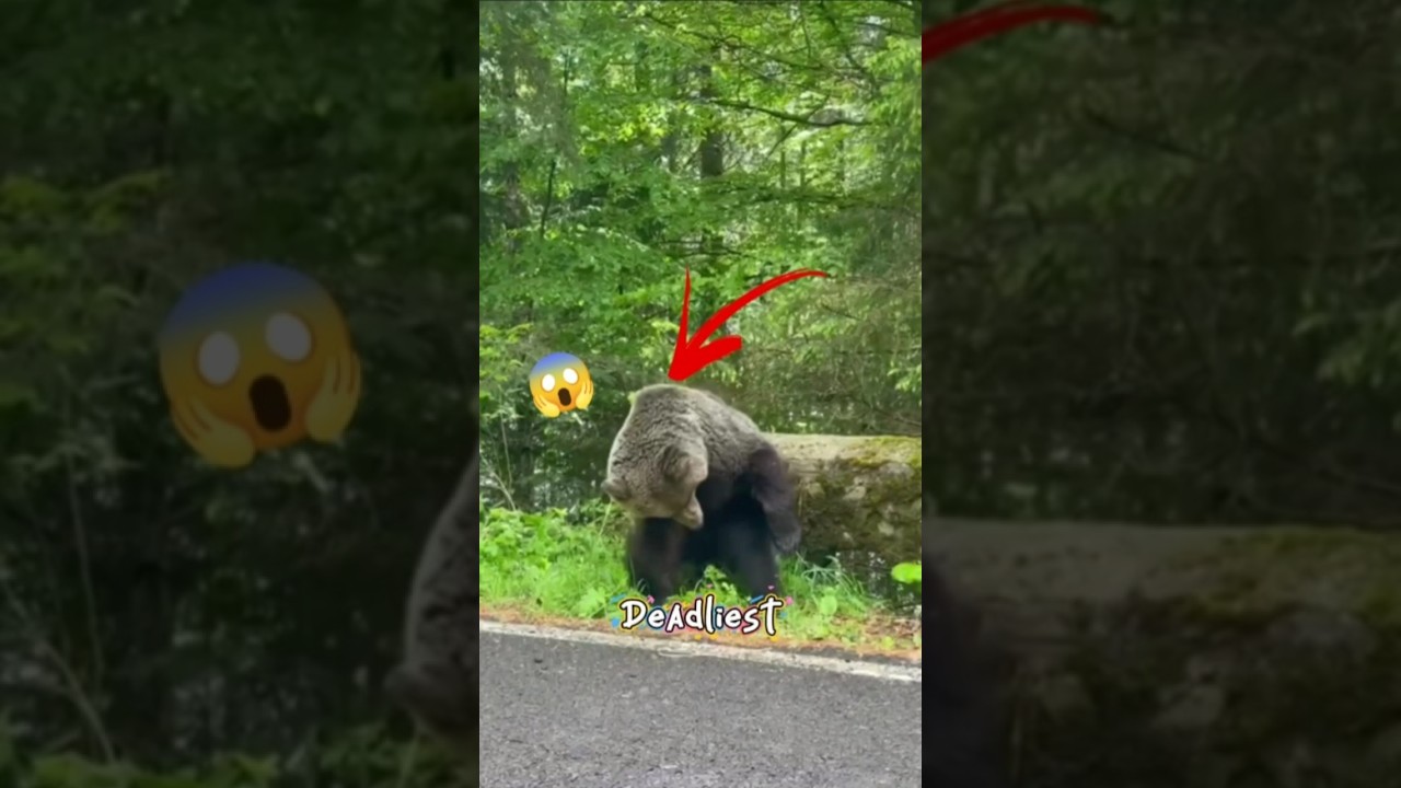 Deer: America’s Unexpected Killer