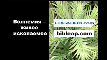 Воллемия - живое ископаемое