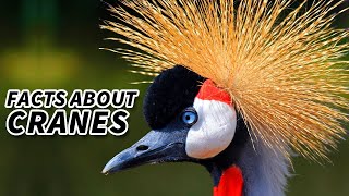 Crane Facts: Facts about Cranes (15 Species) | Animal Fact Files