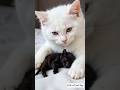 so cute kittens 😍 #kitten