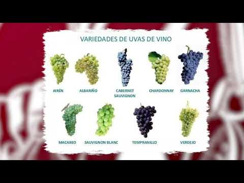 Video: Uvas moscatel: descripción de la variedad y foto