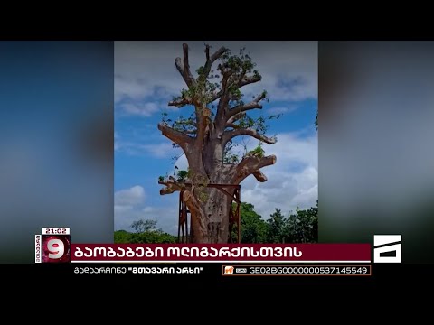 ბაობაბები ოლიგარქისთვის | კენიის სასამართლომ გიგანტური ხეების საქართველოში იმპორტი შეაჩერა