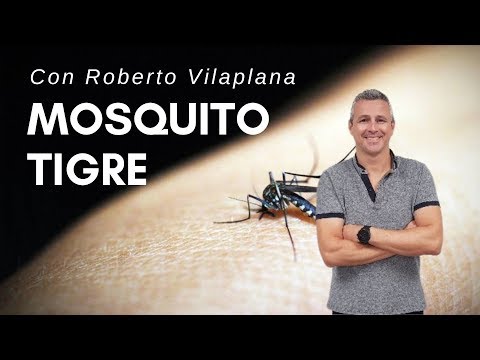 ¿Como controlar la plaga del mosquito tigre?. Aedes albopictus.