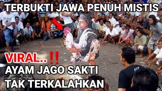 Gempar..‼️ Ayam Jago Sakti Tak Terkalahkan Terbukti Jawa Penuh Mistis