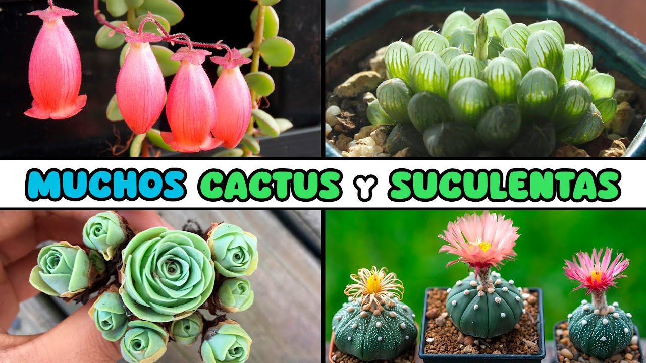 Muchos Cactus y Suculentas para Decorar el Hogar