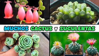 MUCHOS CACTUS y SUCULENTAS para el HOGAR