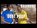 THE IMPORTANCE OF GOAT POOP IN YOUR MANAGEMENT SYSTEM | A DIFFERENCE OF A HEALTHY LOOKING POOP & NOT