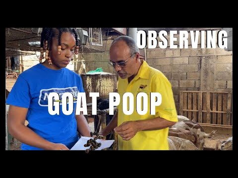 THE IMPORTANCE OF GOAT POOP IN YOUR MANAGEMENT SYSTEM | A DIFFERENCE OF A HEALTHY LOOKING POOP & NOT