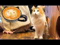 "Tokyo’s Top-Rated Cat Café🐾 4.9⭐︎ on Google! A Heartwarming Experience with Friendly Rescue Cats.🐱