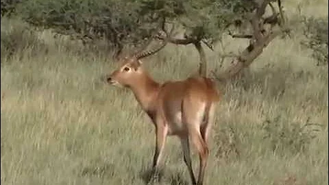 My safari hunting with Liam urry Safaris