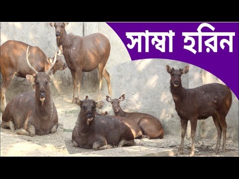 ভিডিও: জার ইভান পঞ্চম আলেক্সিভিচ: জীবনী, কার্যকলাপ এবং আকর্ষণীয় তথ্য