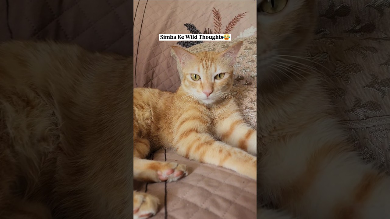 Kaisi lagi simba ki soch?😂 #catfun #funnycats #catvideos #catshorts #catlove #cutecats #cat #cats
