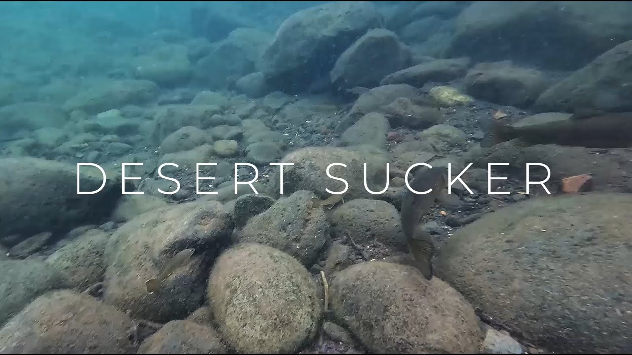 Desert Sucker