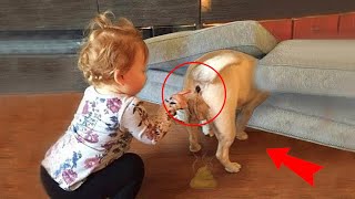 Funniest Animals | Funny Dog And Cat | Funny Animals Video #42