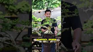 Bonsai Sancang…