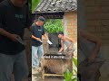 Rural Village Life in China | Peaceful Countryside Daily Routine #VillageLife #Kwai #shorts