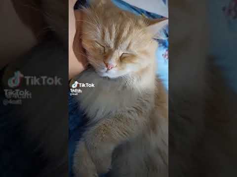 زي ما يكون بحلم حيوا اللي يجمعنا ومعاش اللي يفرقنا