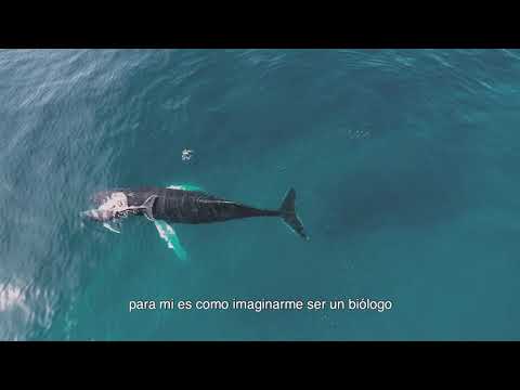 Video: Cómo Un Dron Llamado SnotBot Se Convirtió En Un Punto De Inflexión En La Conservación De Ballenas