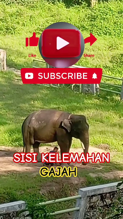 SISI KRLEMAHAN GAJAH #videoshort  #kelemahangajah