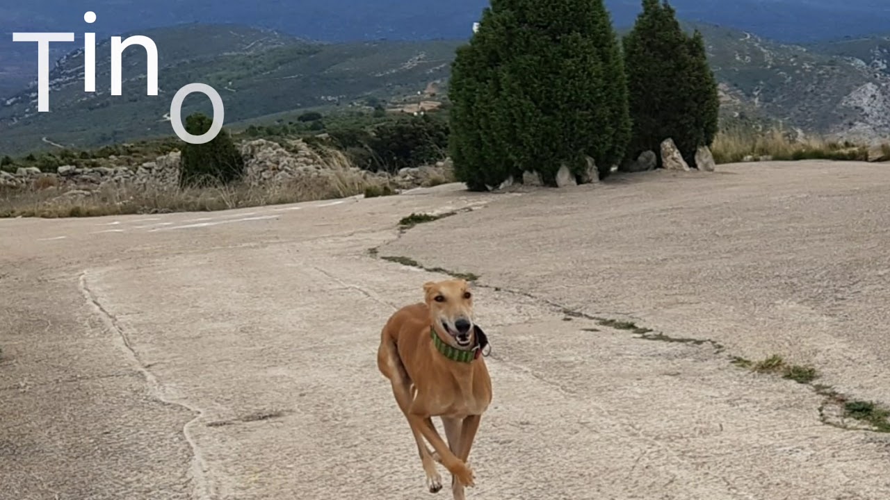 TINO en ADOPCION. 22.04.18 camera iphone 8 plus apk