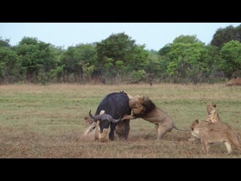 Video: Relatiestadia: Tijdlijn Van De 5 Big Ones