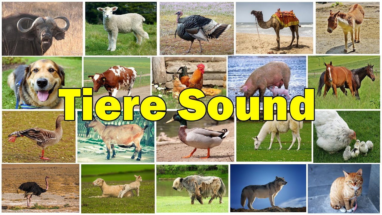 Tiere auf dem Bauernhof Name und Ton | Kinder Spaß Lernen ...