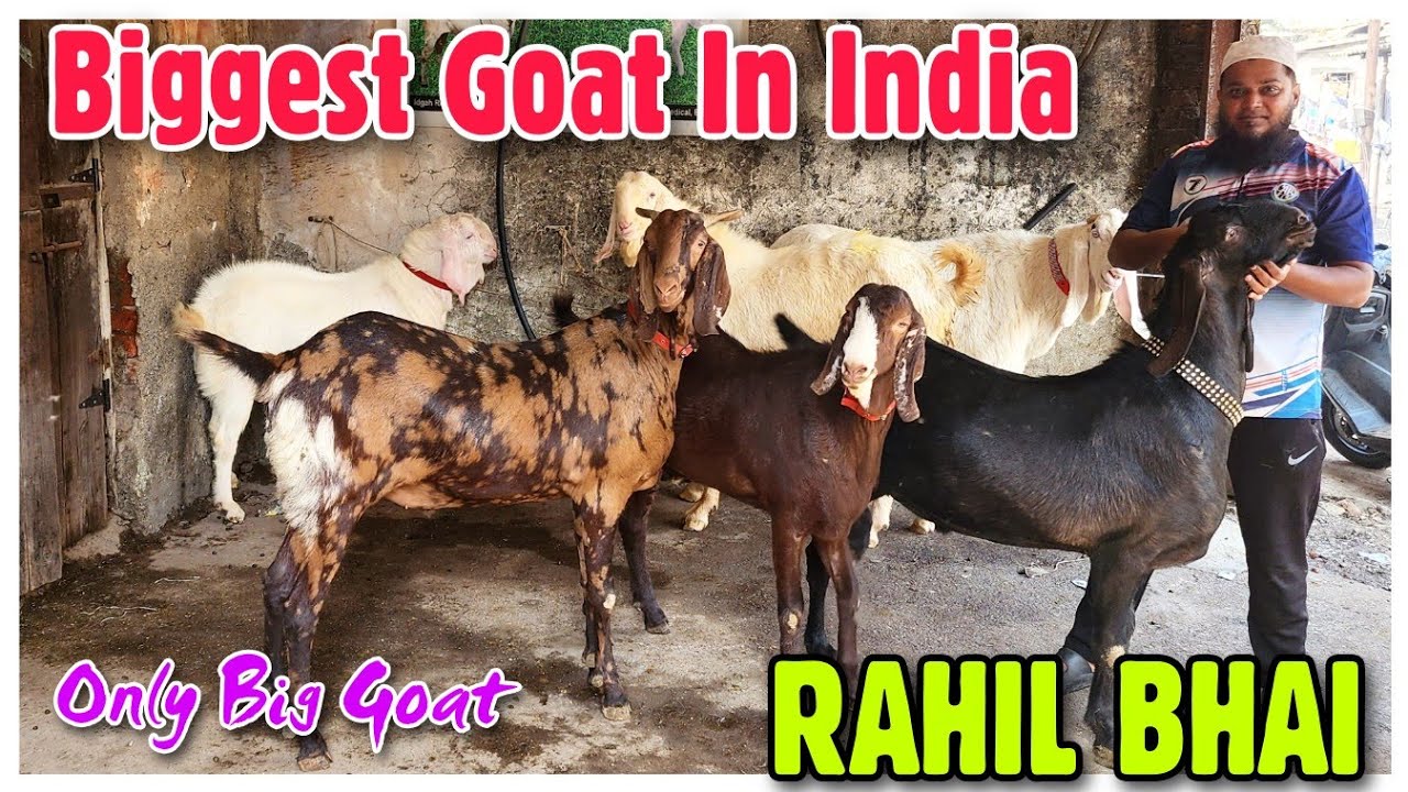 Rahil Bhai 2023 🔥Biggest Goat🔥 In India 🇮🇳 RAHIL BHAI | Bade Bakre In Bhiwandi ...