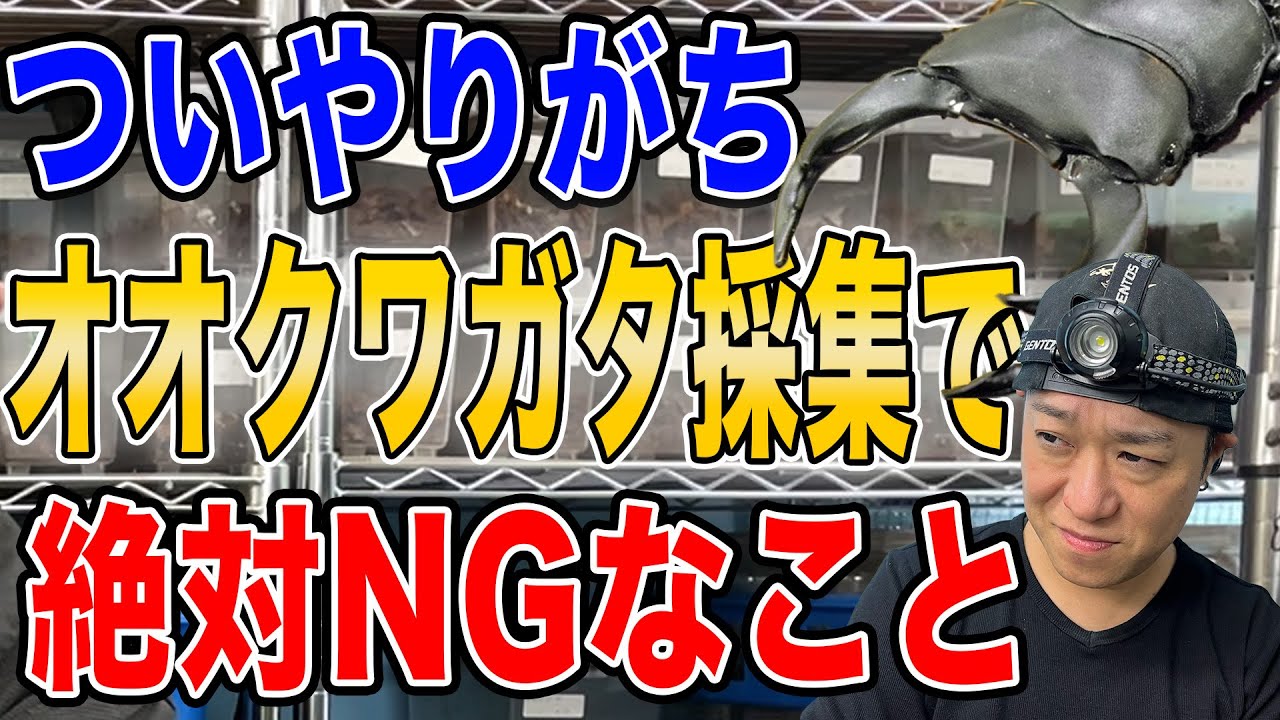 Things you should not do when collecting giant stag beetles - YouTube