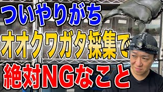 Things you should not do when collecting giant stag beetles - YouTube
