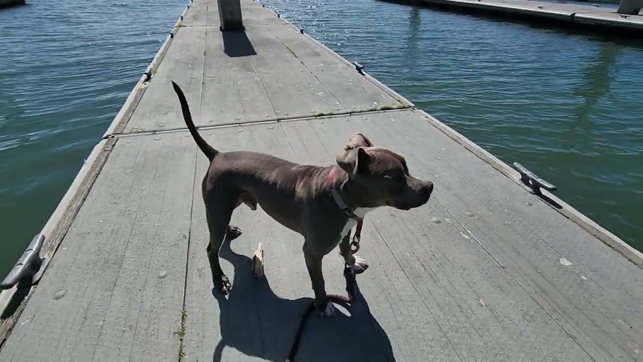 ADB: How To Identify Primary Emotional Systems. Dogs Emotional Needs