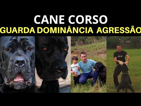 Vídeo: Como prevenir a agressão no seu cane corso
