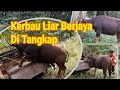 Kerbau Liar Berjaya Di Tangkap/Cara Menaikkan Kerbau Yang Degil di atas Lori Pick-Up